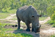 Breitmaulnashorn (18 von 28).jpg